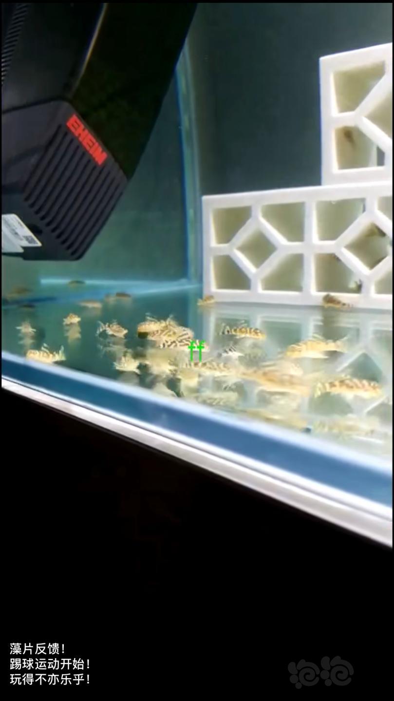 ff小球藻片/虫粉荤食，水晶虾米虾、异形、胡子大凡、老鼠等功能型饲料-图3