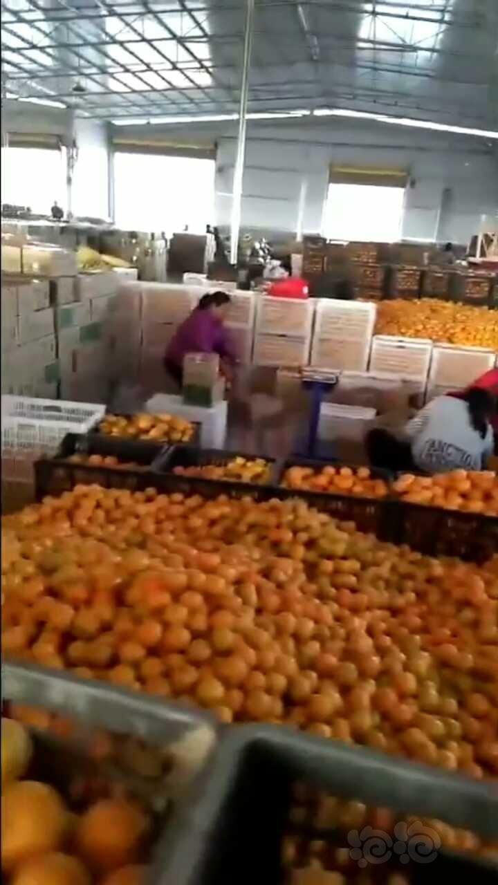 【出售】自家的湖南麻阳冰糖橙滞销严重，还有三万多斤，喜欢吃的来试试！-图1