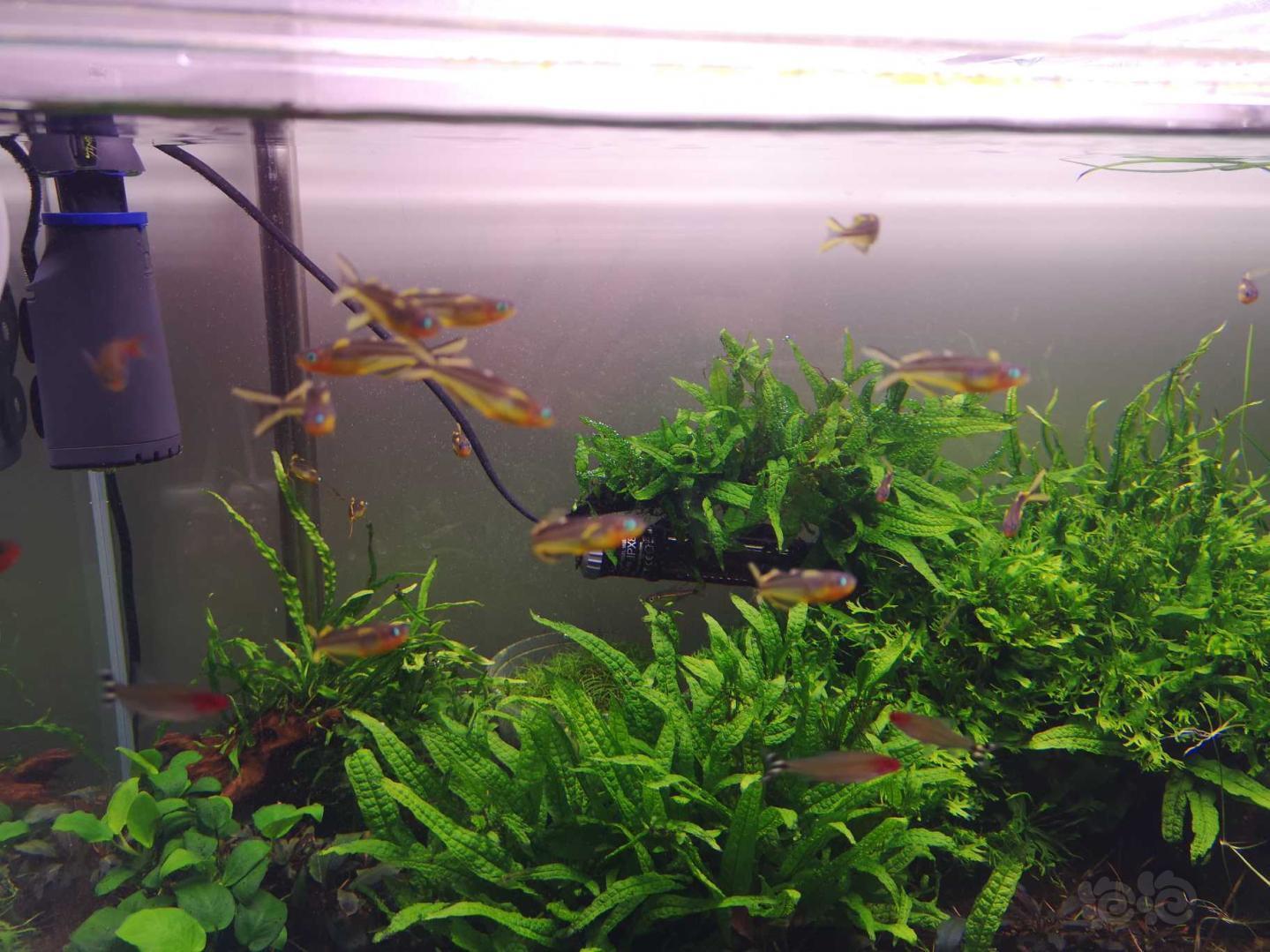 【灯科鱼】霓虹燕子