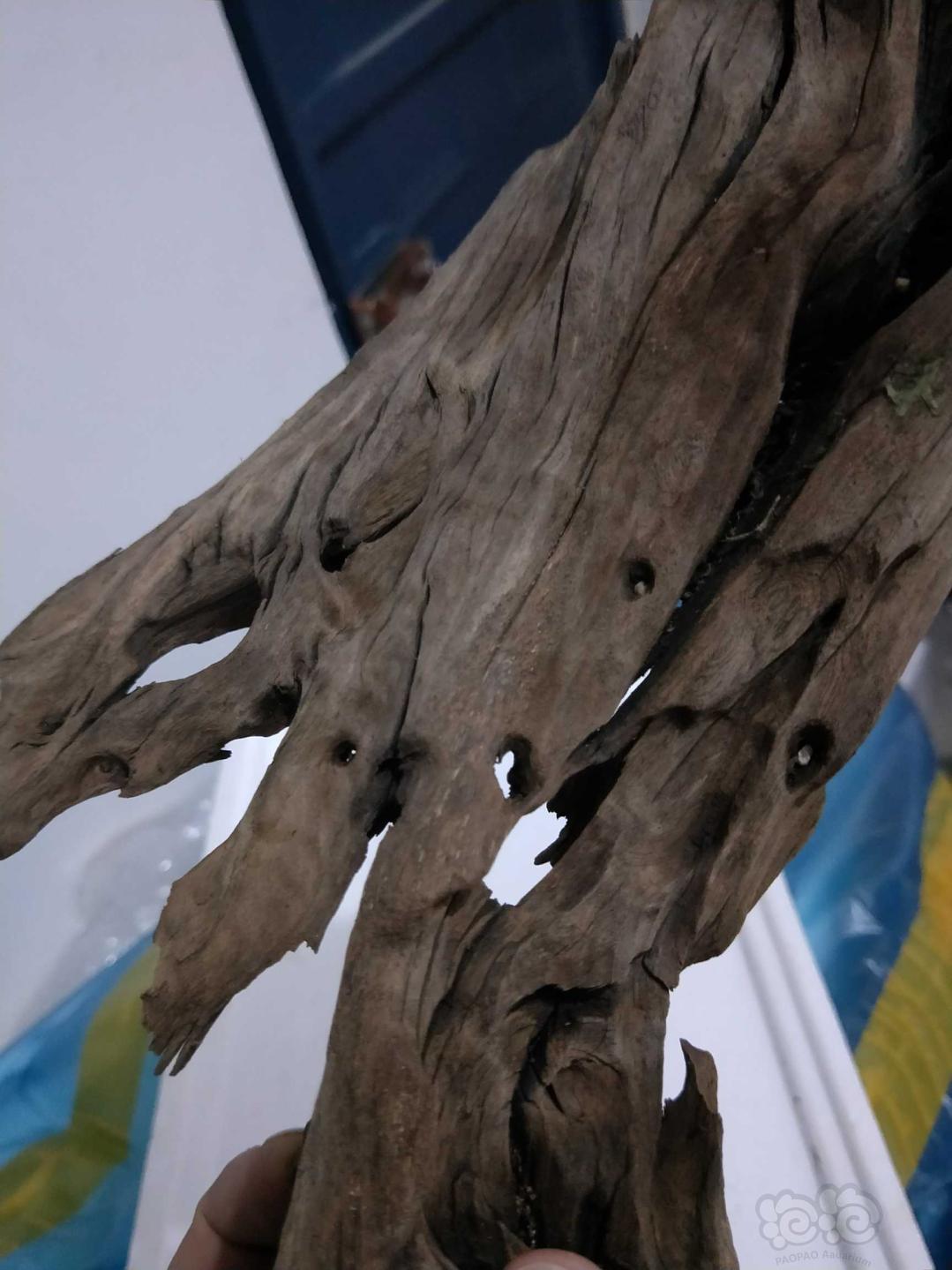 【沉木】出一块树桩组合，一块虾木-图13