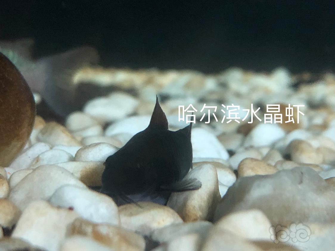 热带鱼出委内瑞拉黑鼠