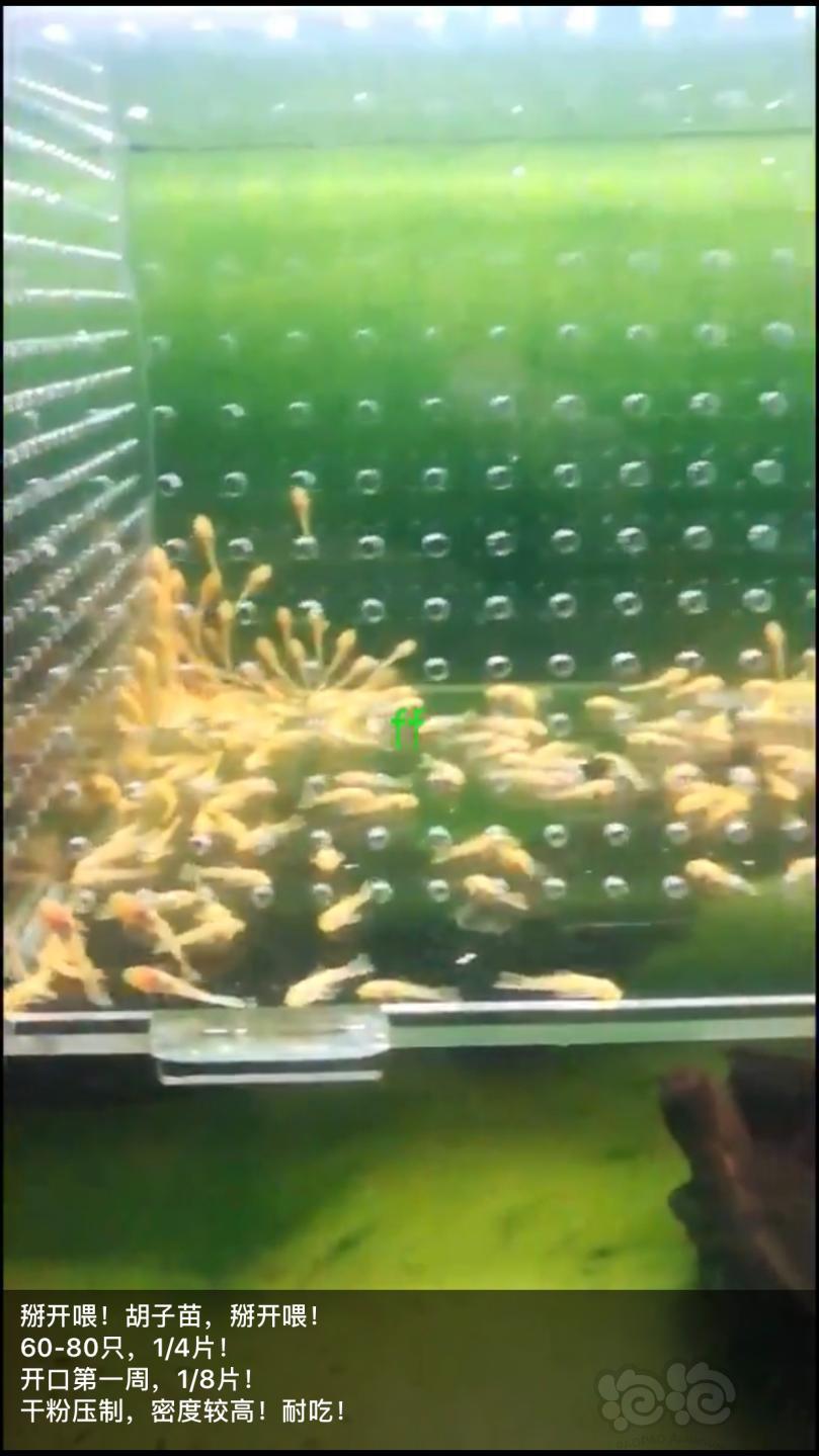 ff小球藻片/虫粉荤食，水晶虾米虾、异形、胡子大凡、老鼠等功能型饲料-图7