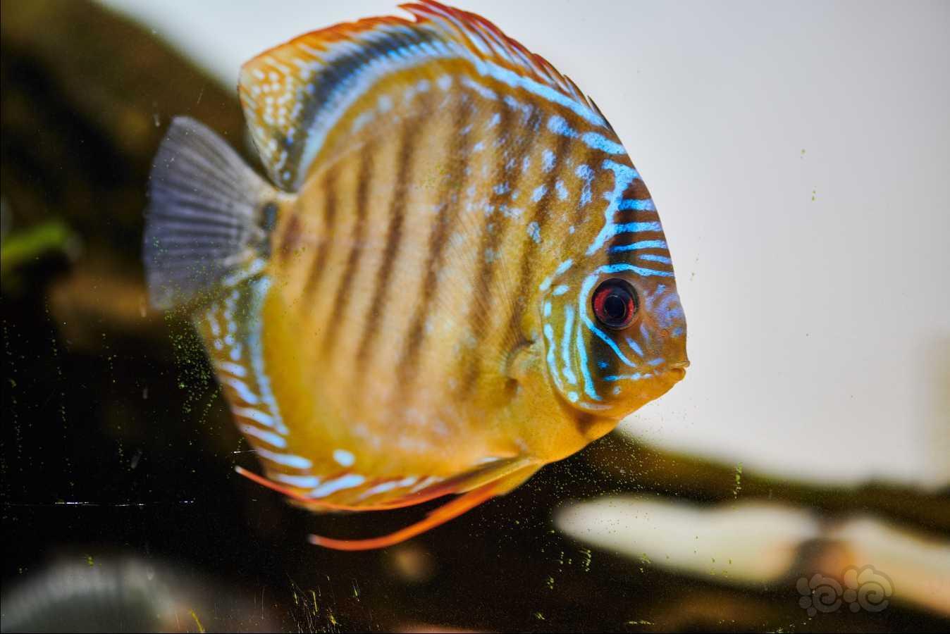 【神仙鱼】家彩阿莲卡