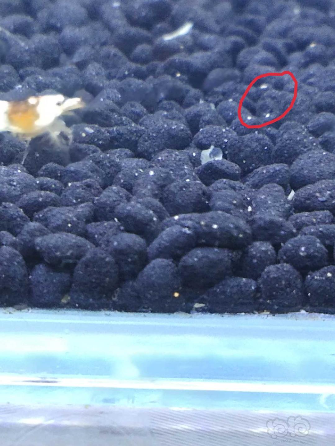 虾缸的小白虫是什么-图2