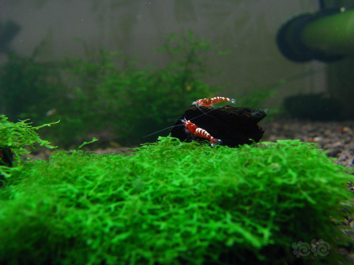 小马性在终难羁,虾海宁觉碧涛深