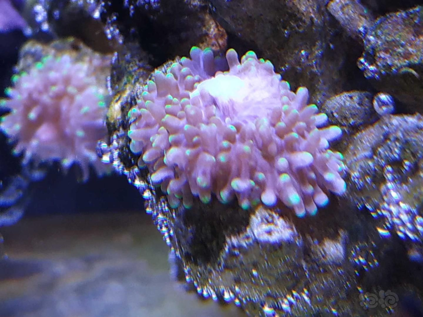 请教下珊瑚繁殖问题-图1