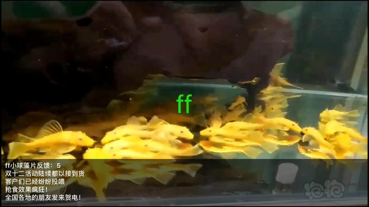 ff小球藻片/虫粉荤食，水晶虾米虾、异形、胡子大凡、老鼠等功能型饲料-图6