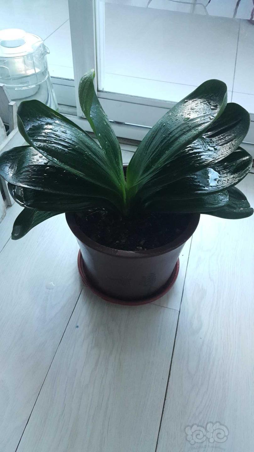 晒晒我的君子兰之麻脸元宝