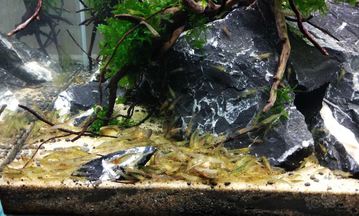 大概一个月前无耻的往缸里605040放了一千多只黑壳虾不知道往后会如何