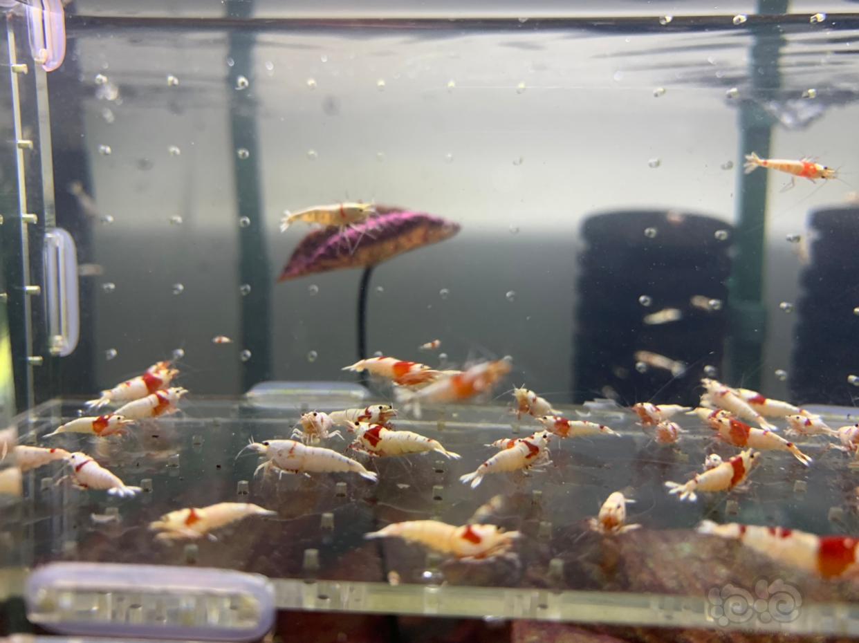 【虾】2019-1-16#RMB拍卖 纯血红白水晶虾-图3