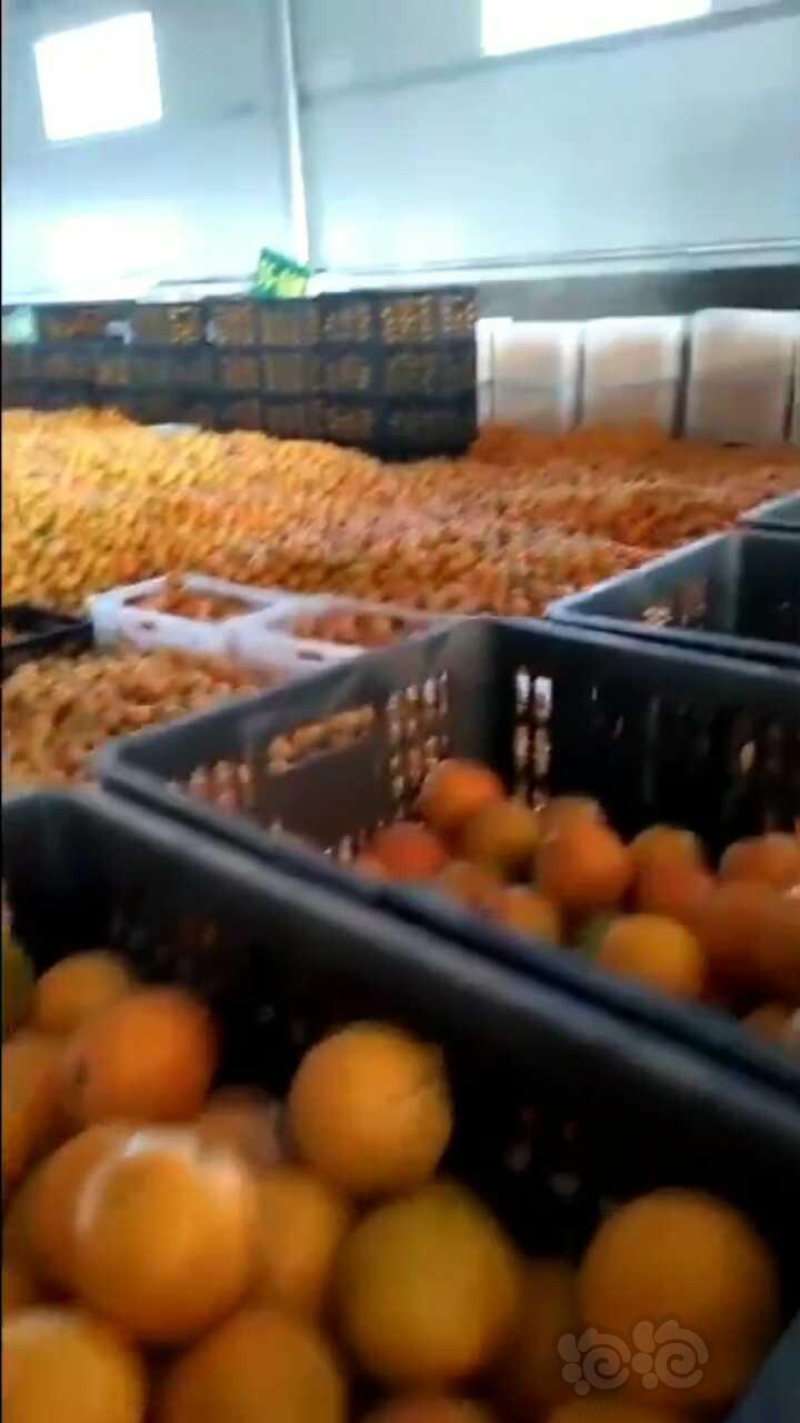 【出售】自家的湖南麻阳冰糖橙滞销严重，还有三万多斤，喜欢吃的来试试！-图3
