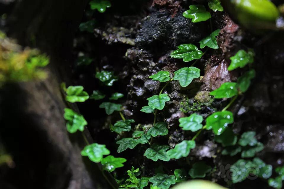 雨林掌叶霹雳暴缸了