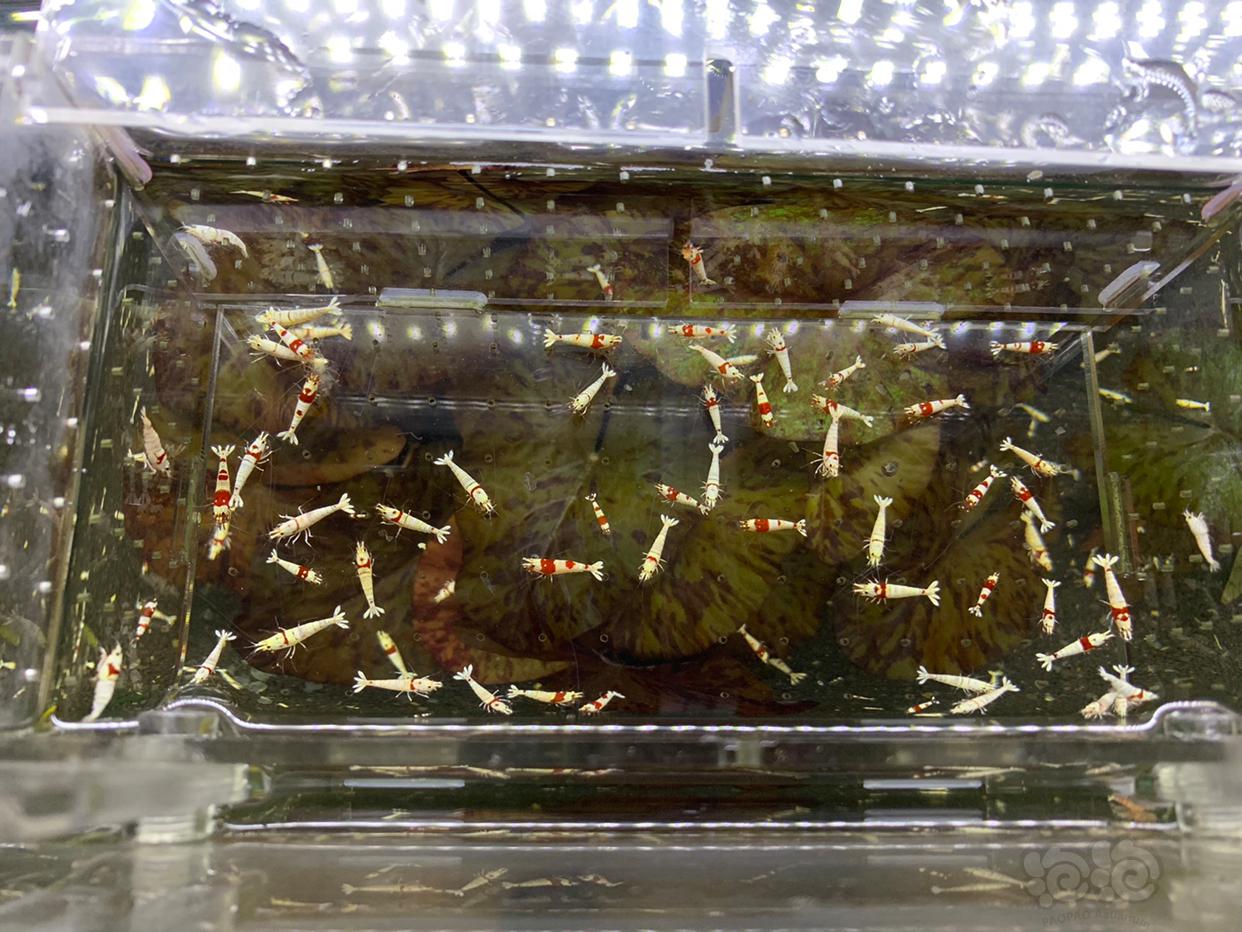 【虾】2019-1-16#RMB拍卖 纯血红白水晶虾-图1