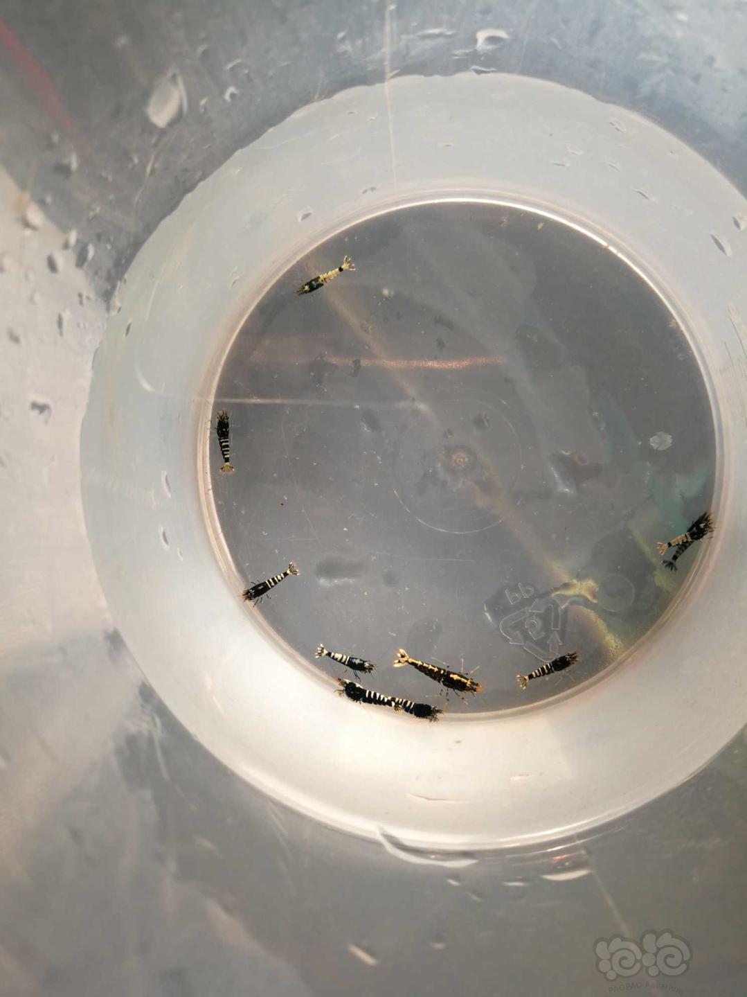 【虾】2019-1-6#RMB黑银河幼虾一份10只-图2