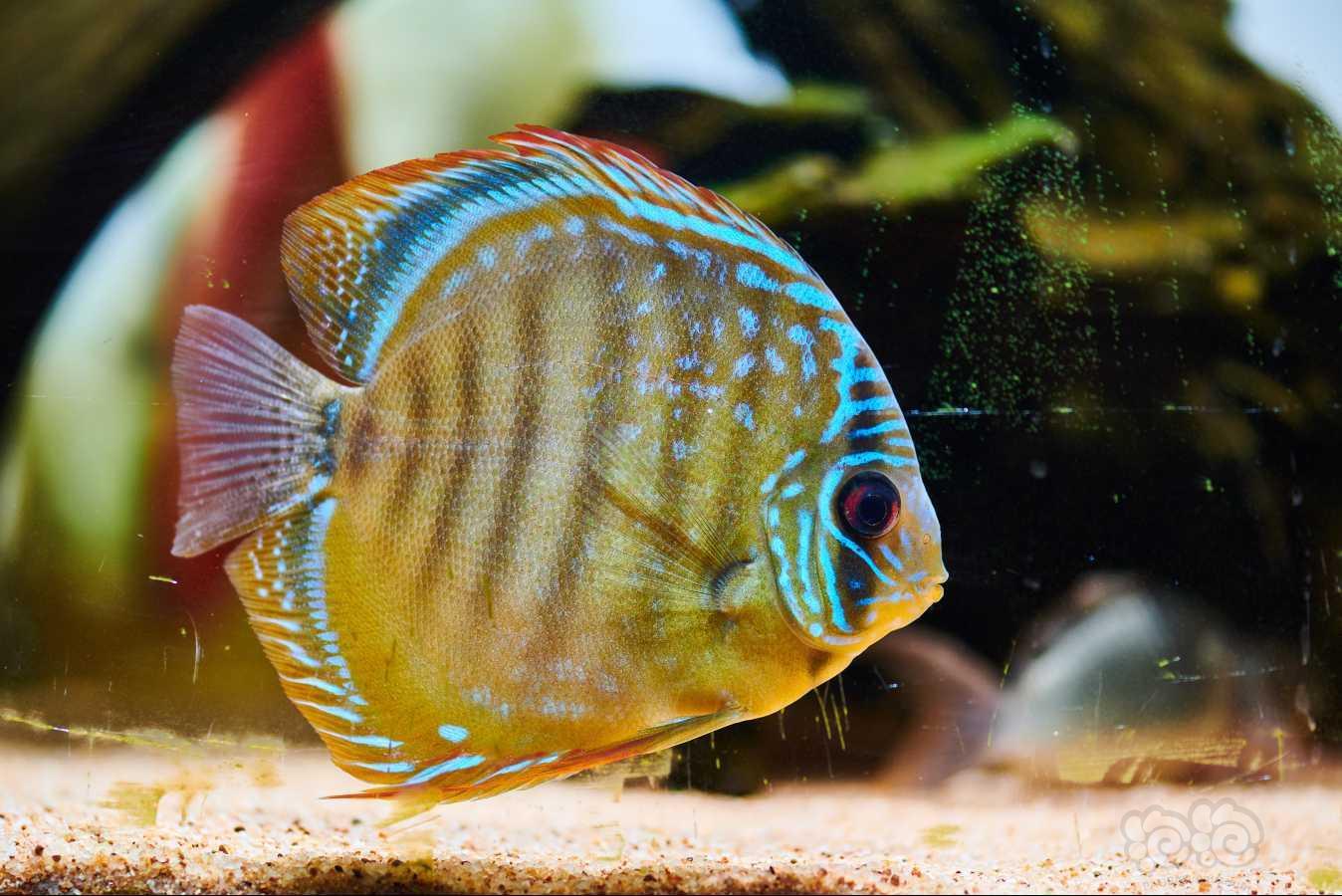 【神仙鱼】家彩阿莲卡