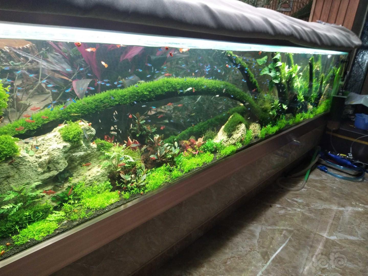 3米缸开缸2个月效果