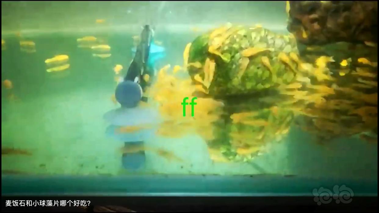 ff小球藻片/虫粉荤食，水晶虾米虾、异形、胡子大凡、老鼠等功能型饲料-图8