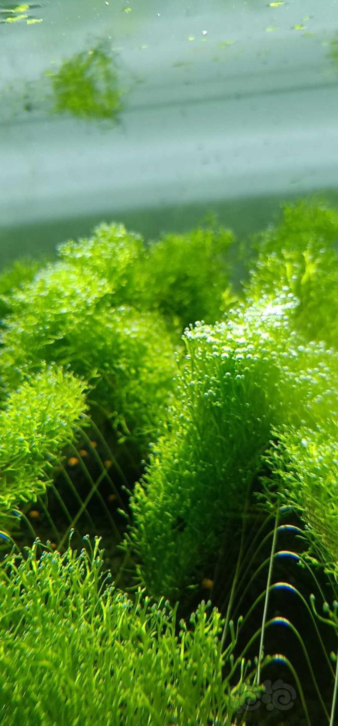 【水草】鹿角苔松茸大三角怪撅水晶趴地迷你牛毛