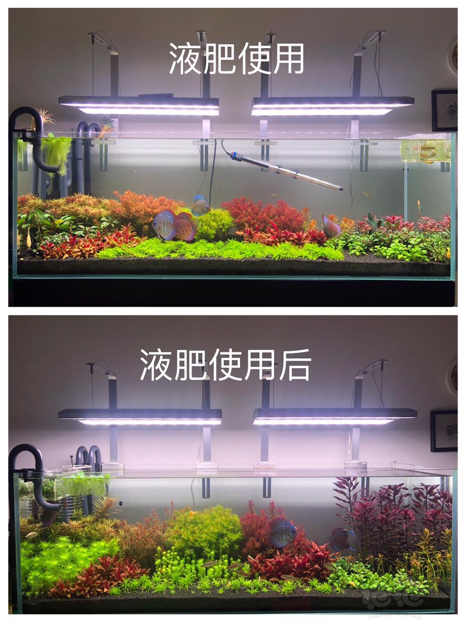 肥料 水草玩家diy系列液肥 根系诱导素 Eca 高品质草友价 泡泡水族