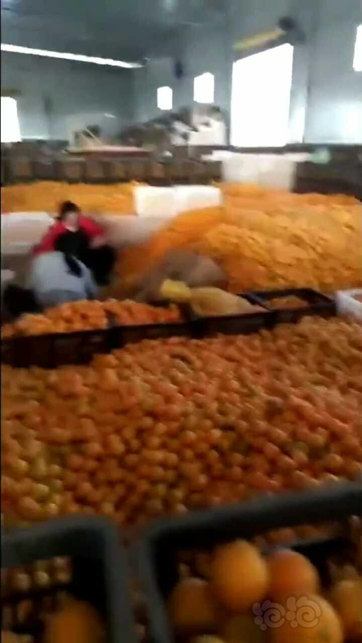 【出售】自家的湖南麻阳冰糖橙滞销严重，还有三万多斤，喜欢吃的来试试！-图2