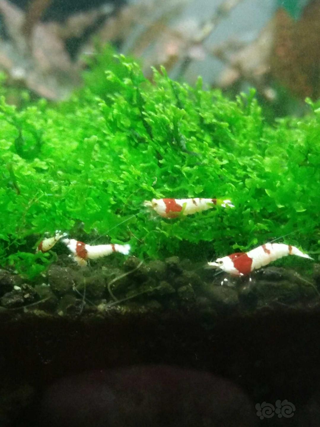 出红白水晶虾，厚白，红白腿-图3