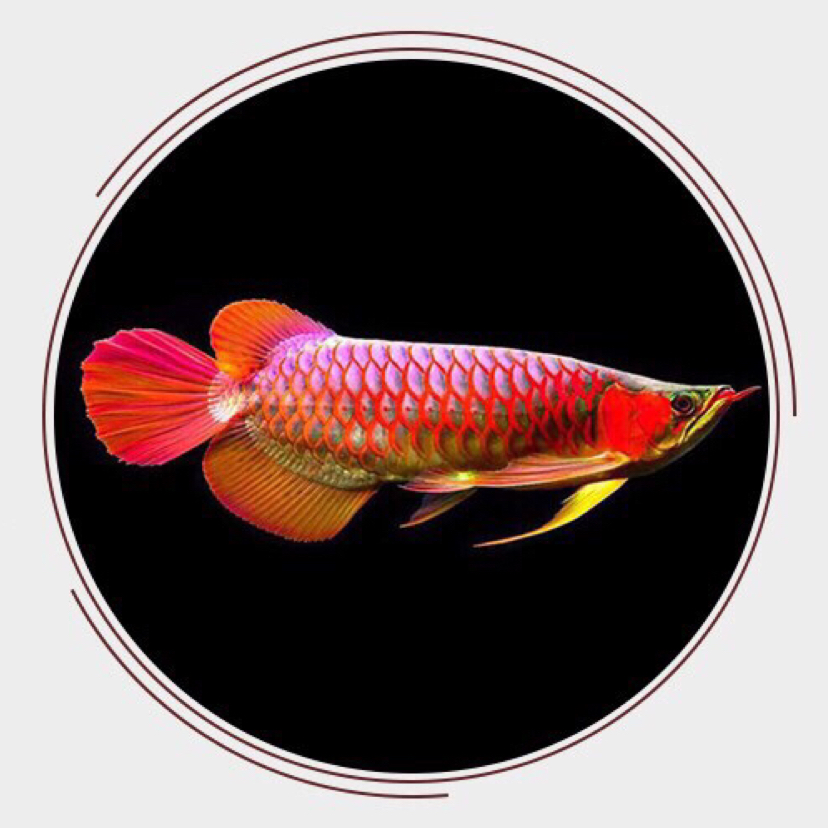【龙鱼】分享印尼小红龙