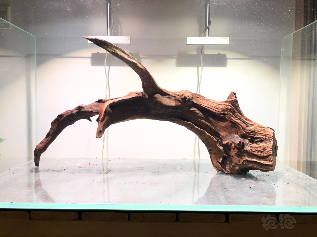 沉木沉木雨林景南美原生态骨架