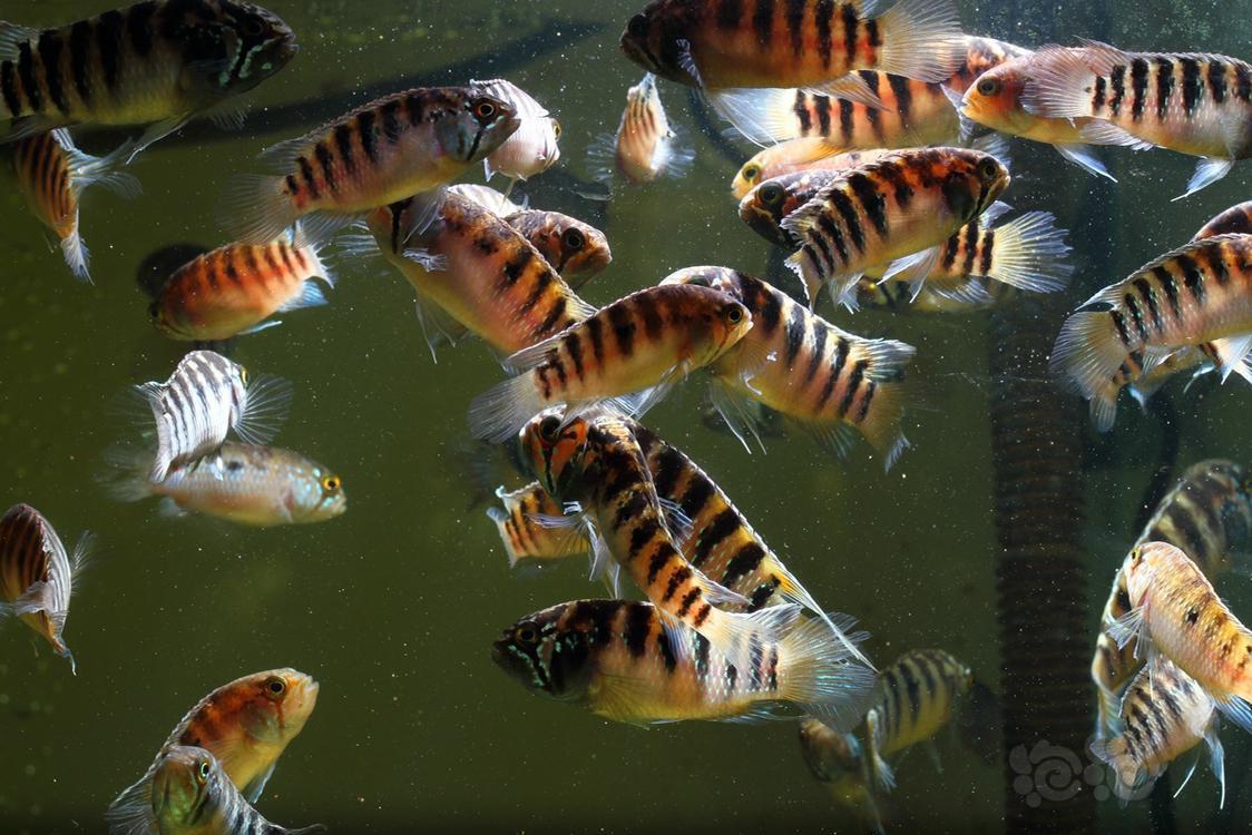 短鲷龙纹短鲷大混养