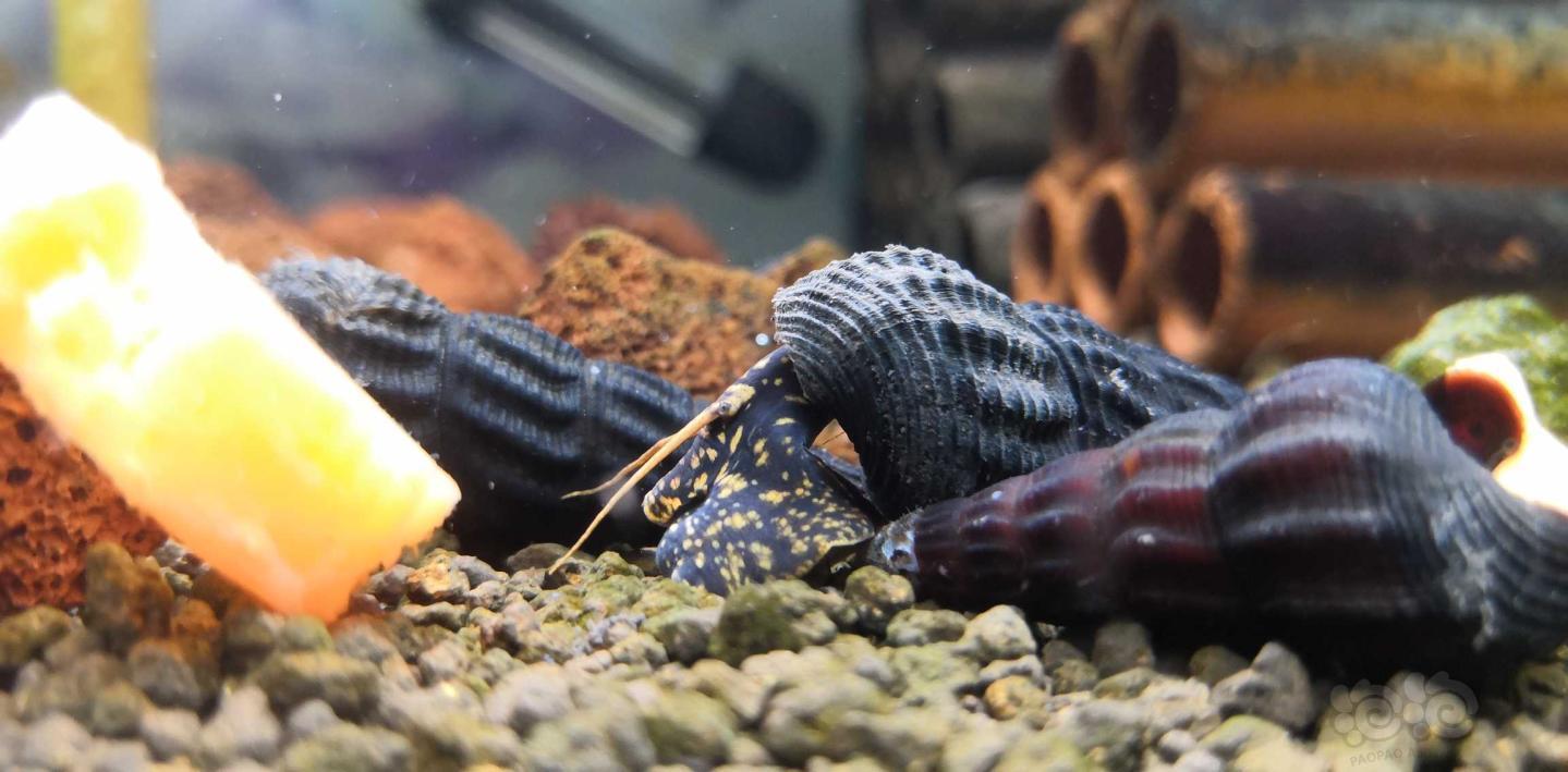 又就缸六只苏螺