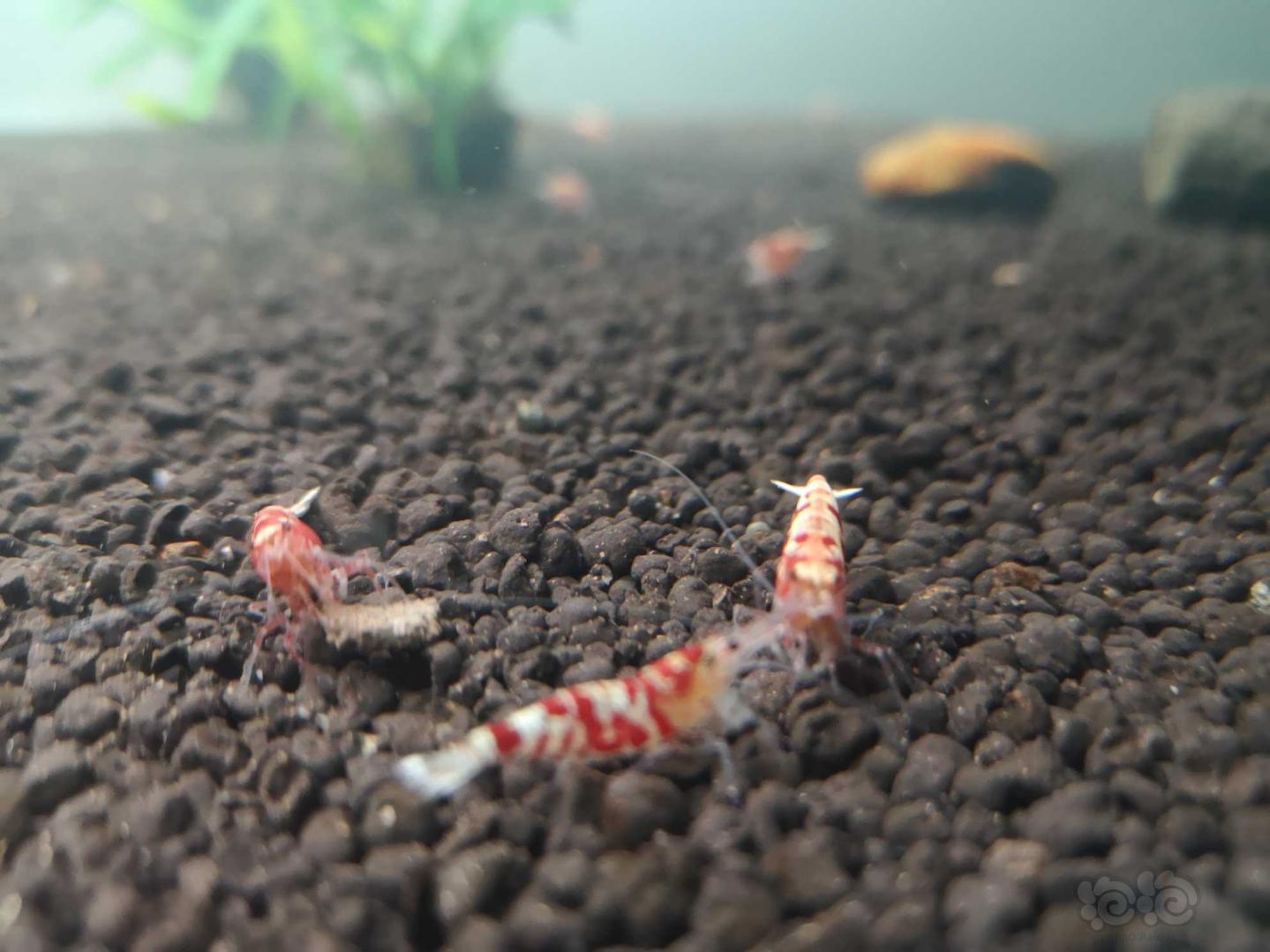 红花虎水晶虾-图5