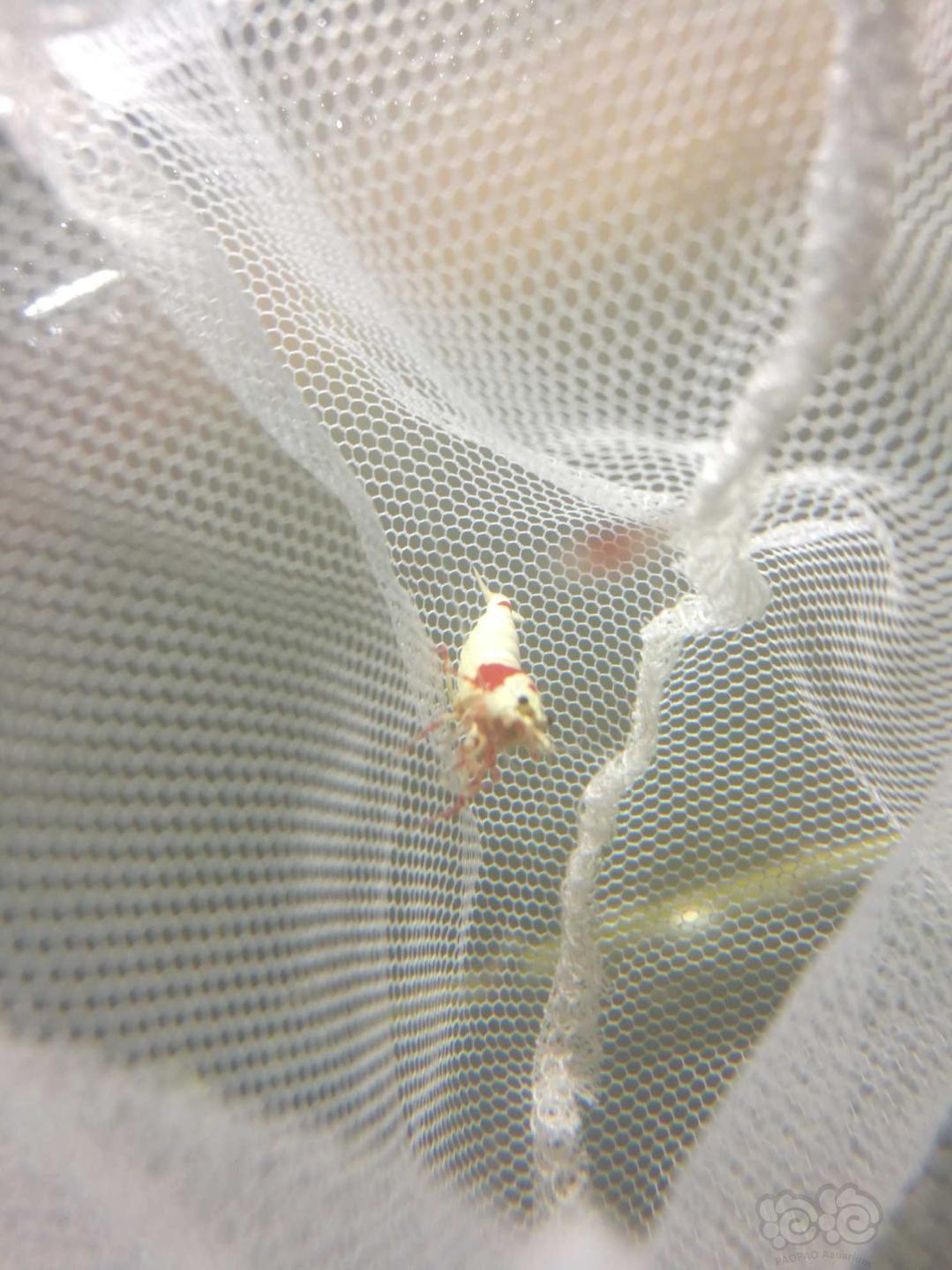 经典红白水晶虾-图8