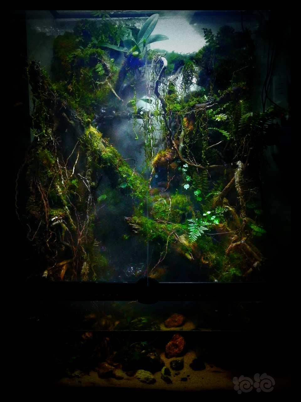 【雨林】第一个雨林拍拍照，慢慢调整植物-图1