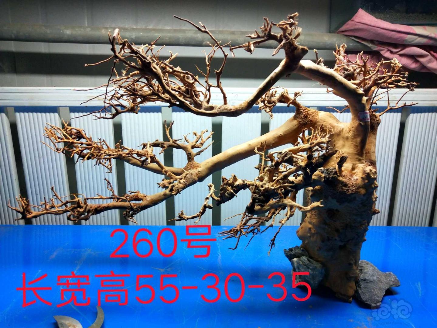【出售】出售北美丁香，泰国树-图9