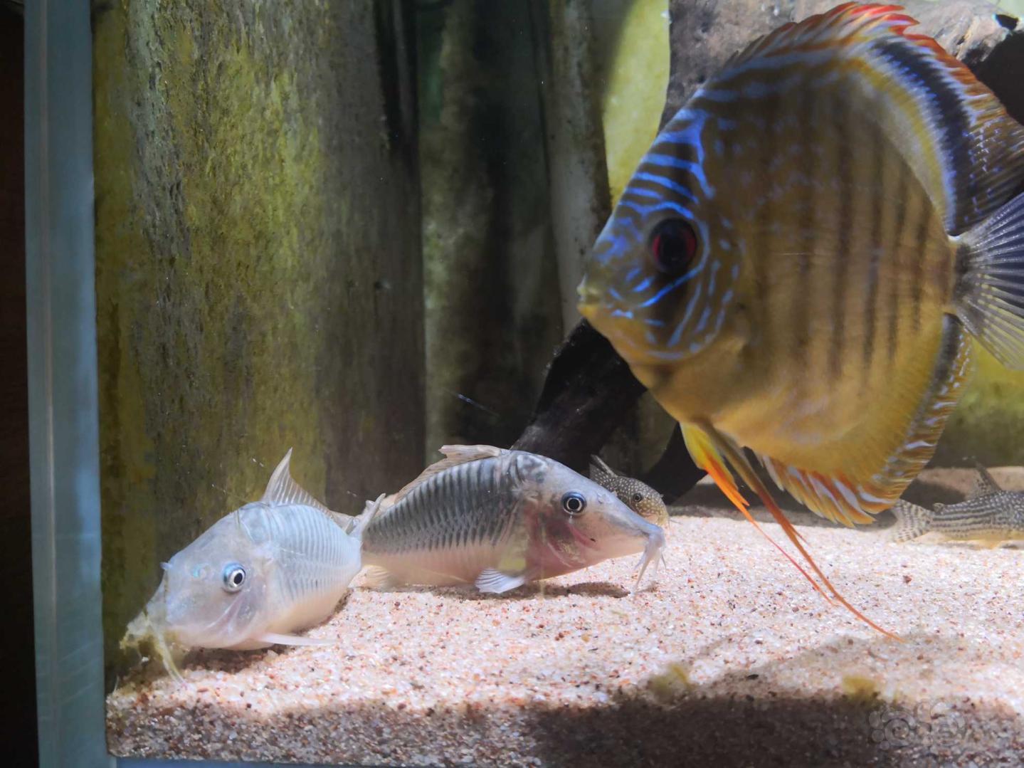 鼠鱼长吻巨无霸