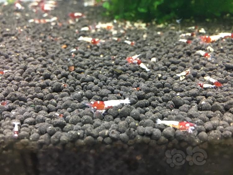 德系红姘头水晶虾小虾-图3