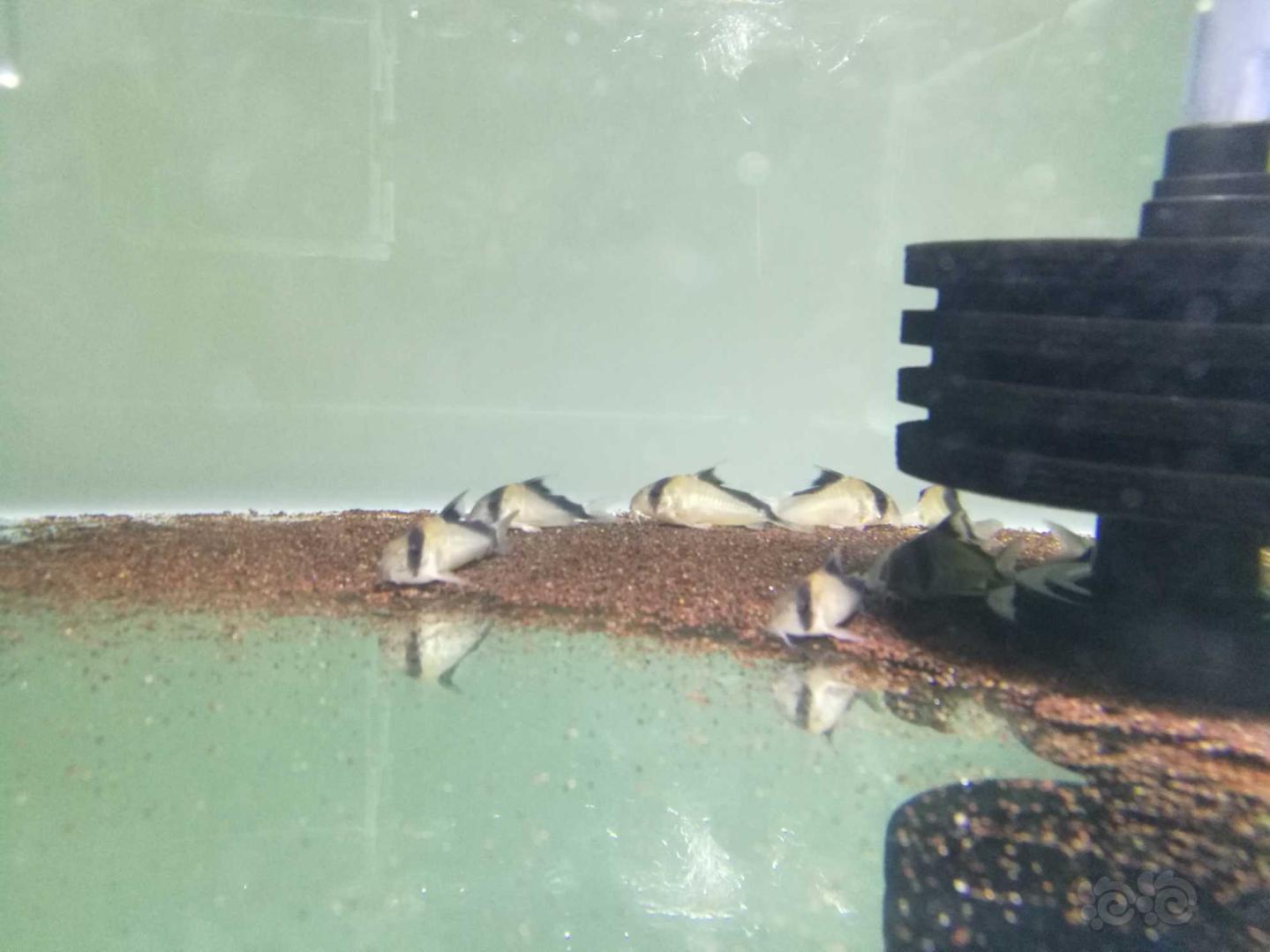 出水晶虾，大卫鼠繁殖组，黄翅珍珠鼠繁殖组-图5