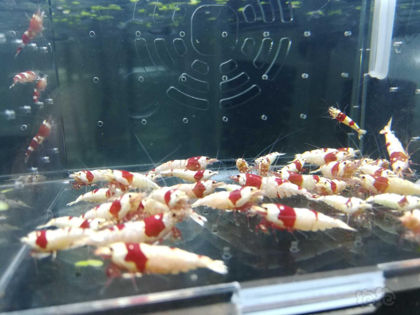 【虾】2019-02-19#RMB拍卖纯血红白繁殖组一份35只-图2