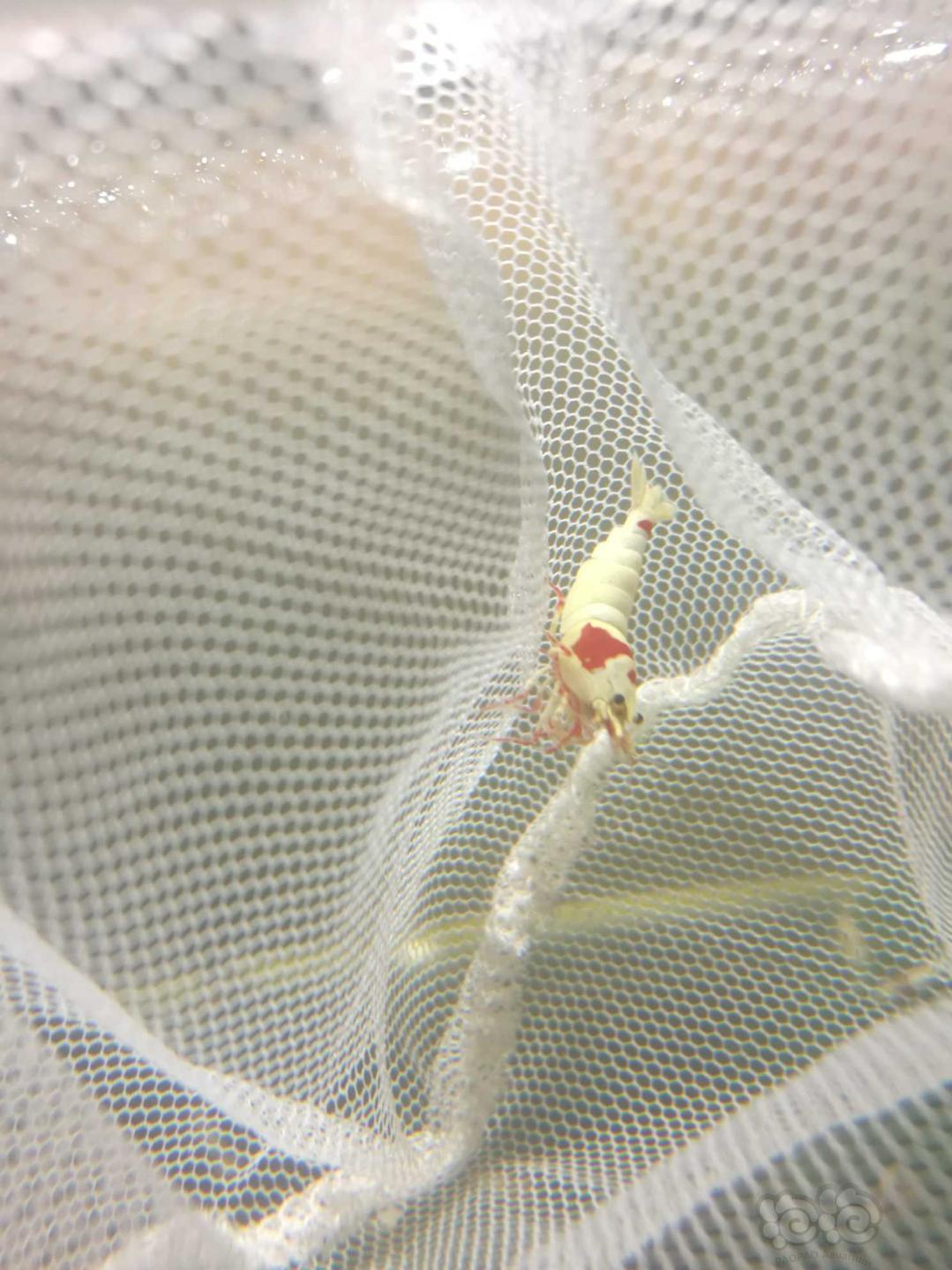 经典红白水晶虾-图8