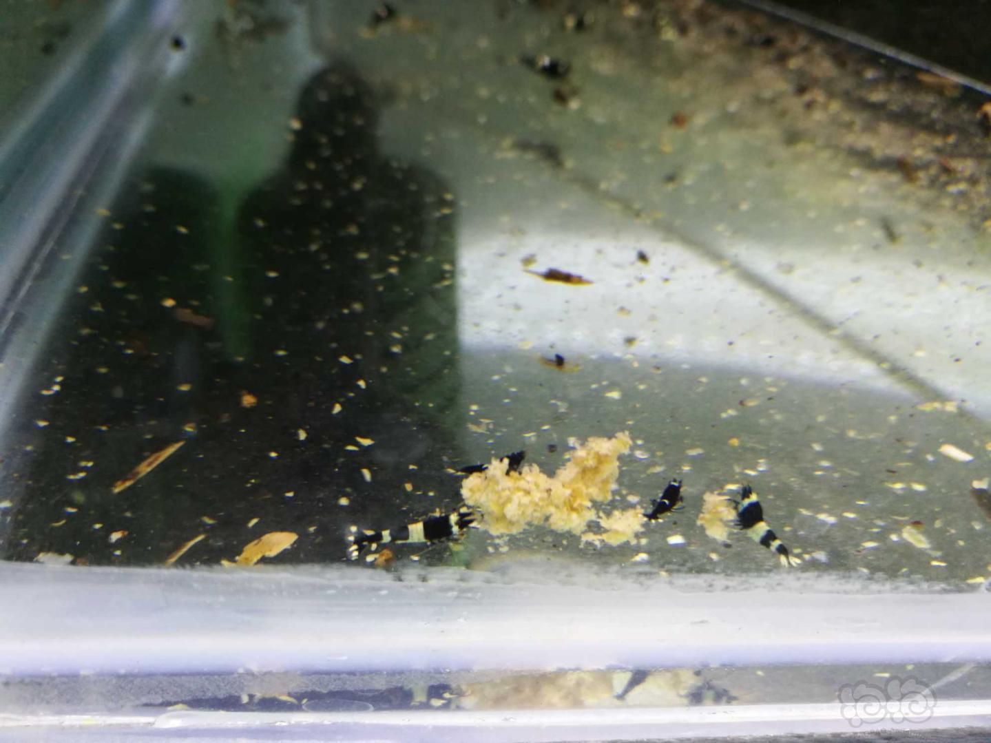 出水晶虾，珍珠鼠鱼繁殖组-图1