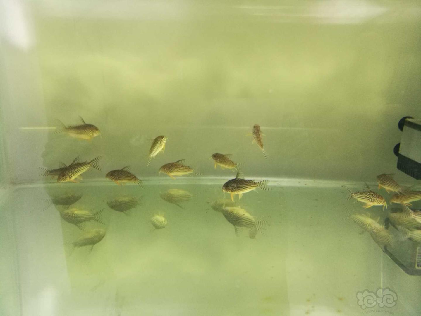 出水晶虾，珍珠鼠鱼繁殖组-图8