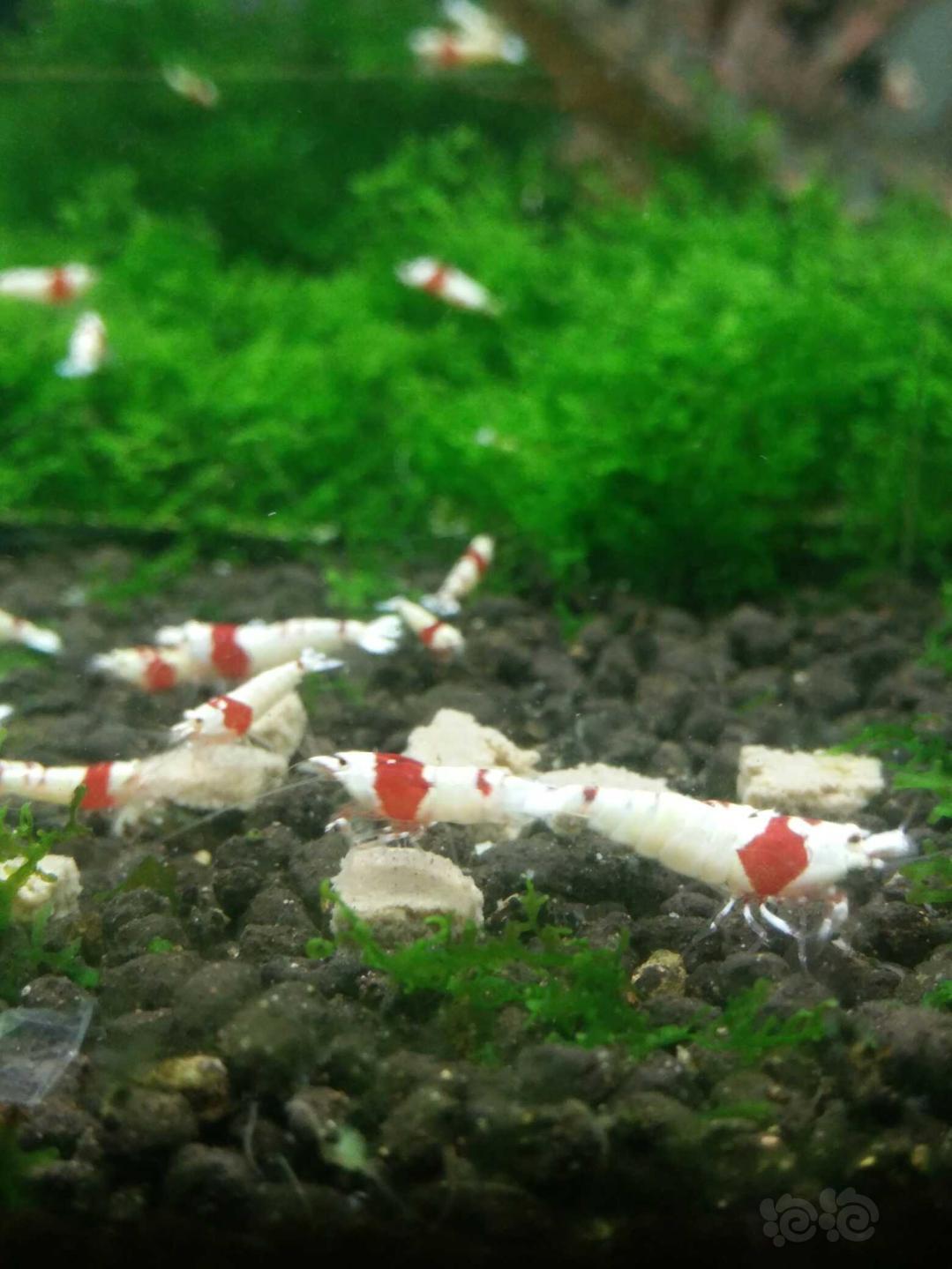 出红白水晶虾，厚白，红白腿-图1