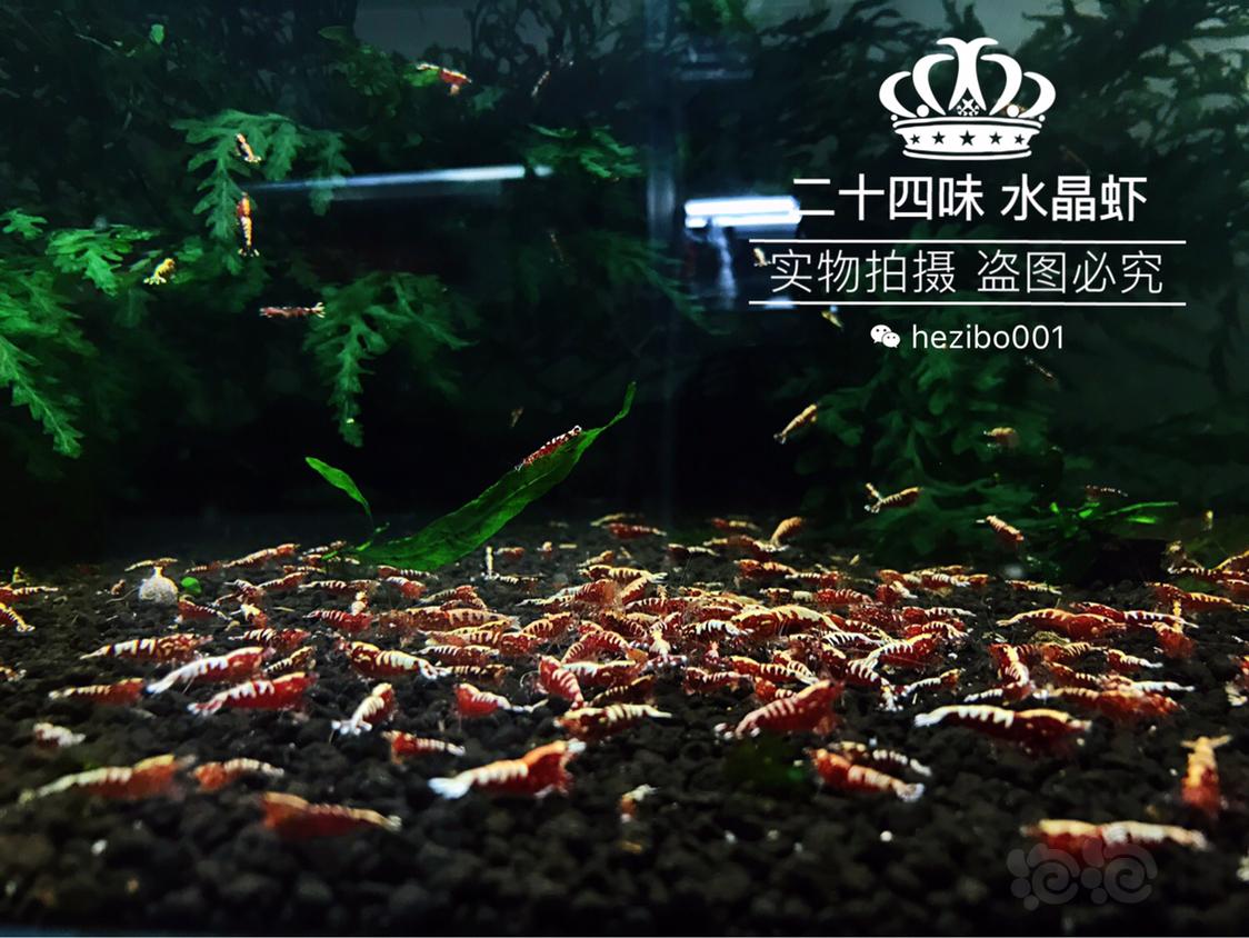 【出售】出 一线挑出的 红银河鱼骨水晶虾-图1