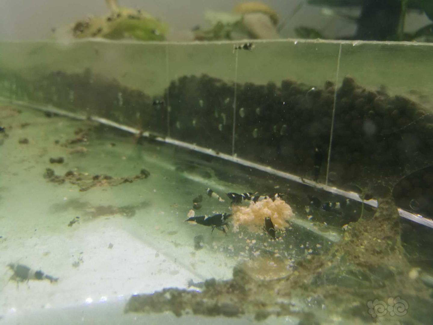 出水晶虾，大卫鼠繁殖组，黄翅珍珠鼠繁殖组-图6