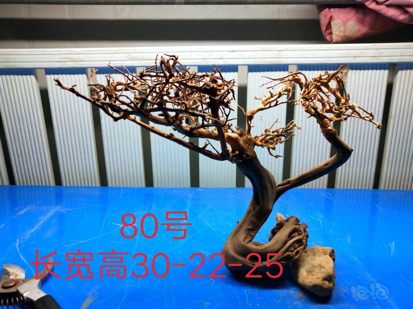 【出售】出售北美丁香，泰国树-图12