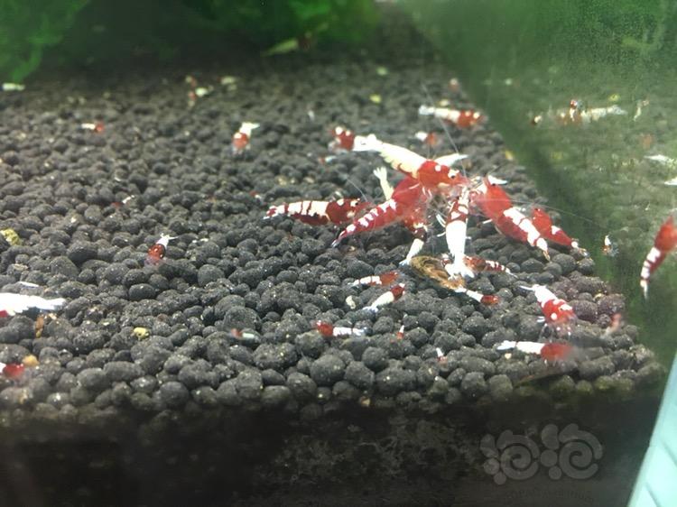 【水晶虾】红姘头白背斑马洞头水晶虾小虾-图1