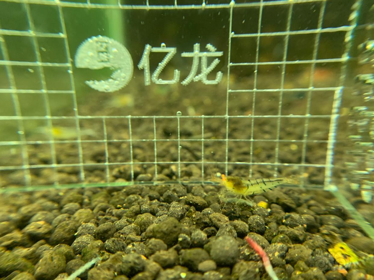【虾】2019-02-27#RMB拍卖金眼水晶虾5只   -1-图2
