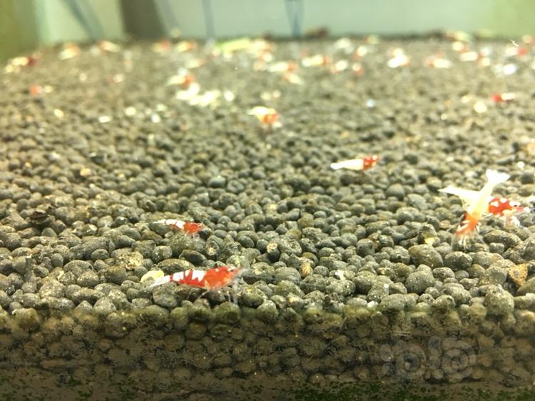 【水晶虾】红姘头白背斑马洞头水晶虾小虾-图4