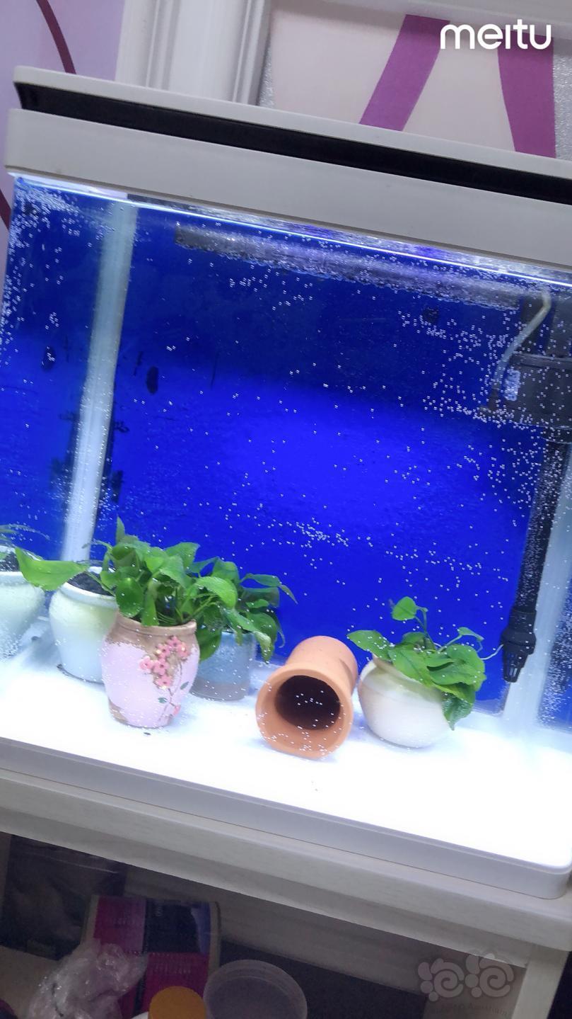 【孔雀鱼】鱼缸已洗好了