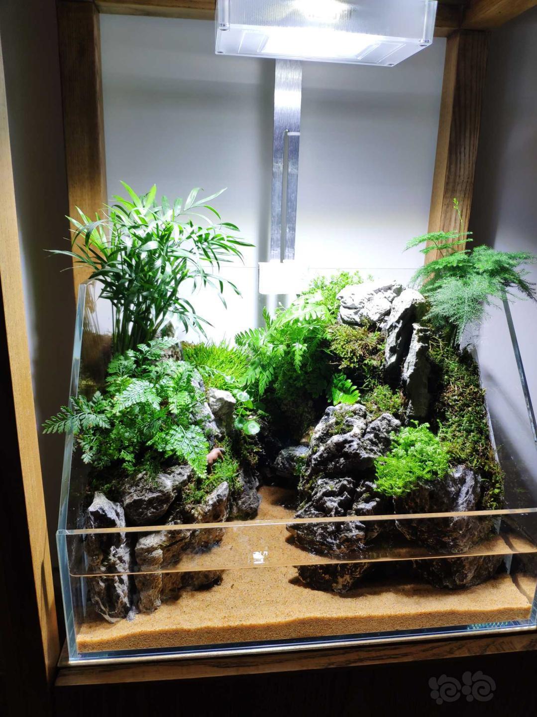 水陆青龙石上纯天然的苔藓与水陆缸完美结合