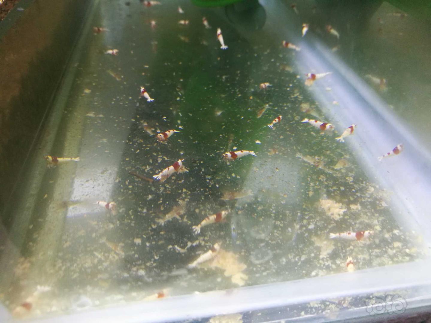 出水晶虾，大卫鼠繁殖组，黄翅珍珠鼠繁殖组-图3
